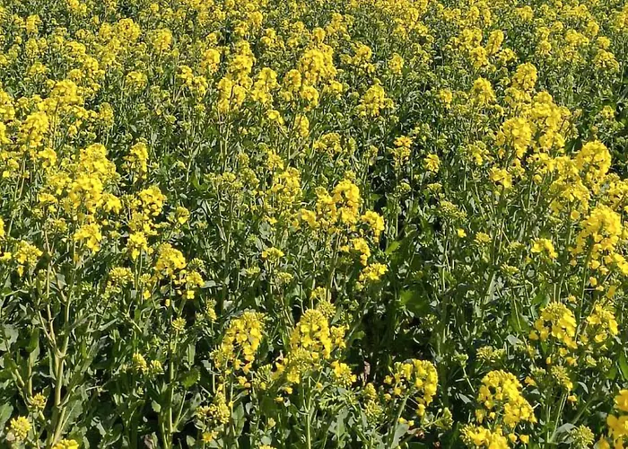 Lovely In With Kitchen בית נופש *